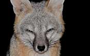 Gray Fox