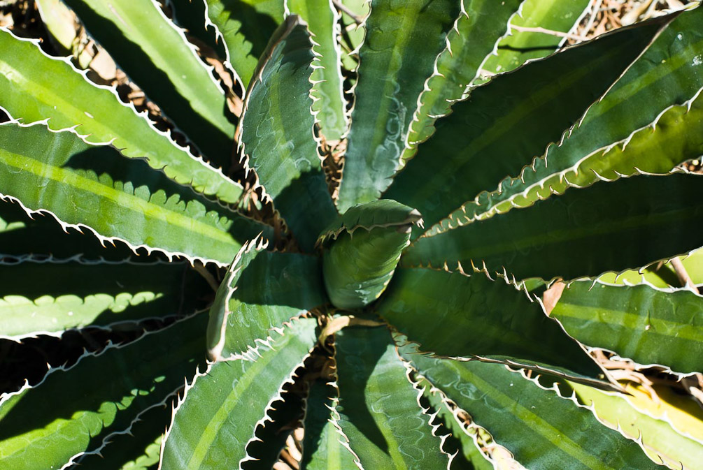 Agave_1