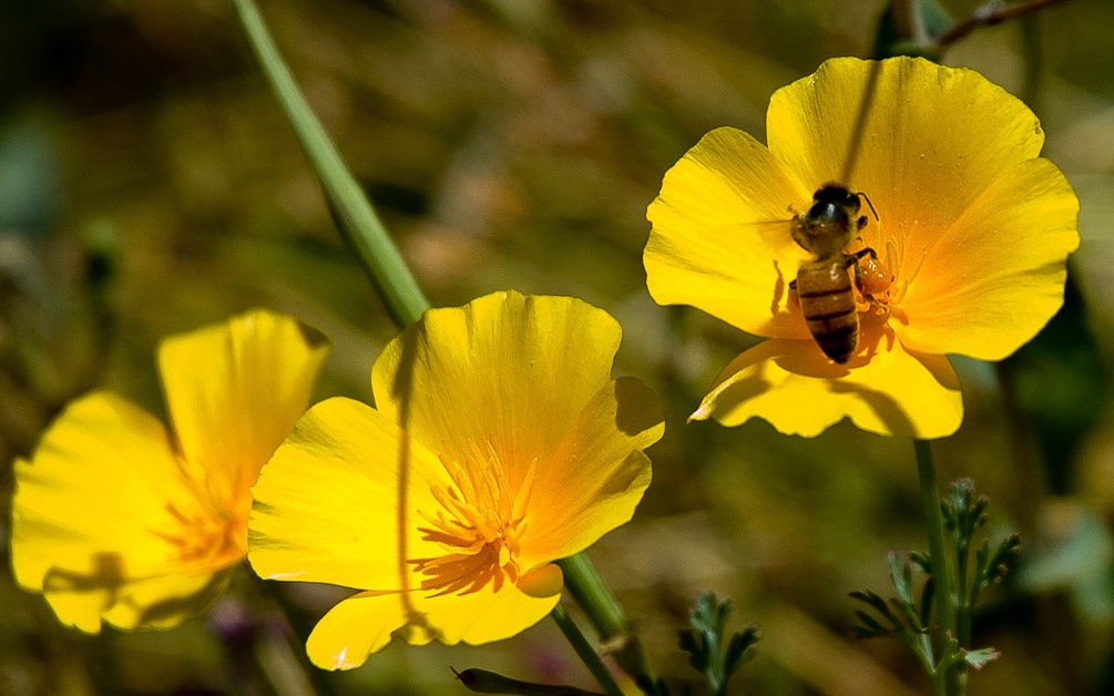 California Poppy
