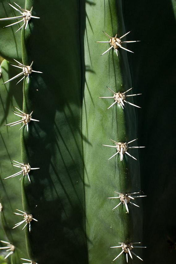 Cereus