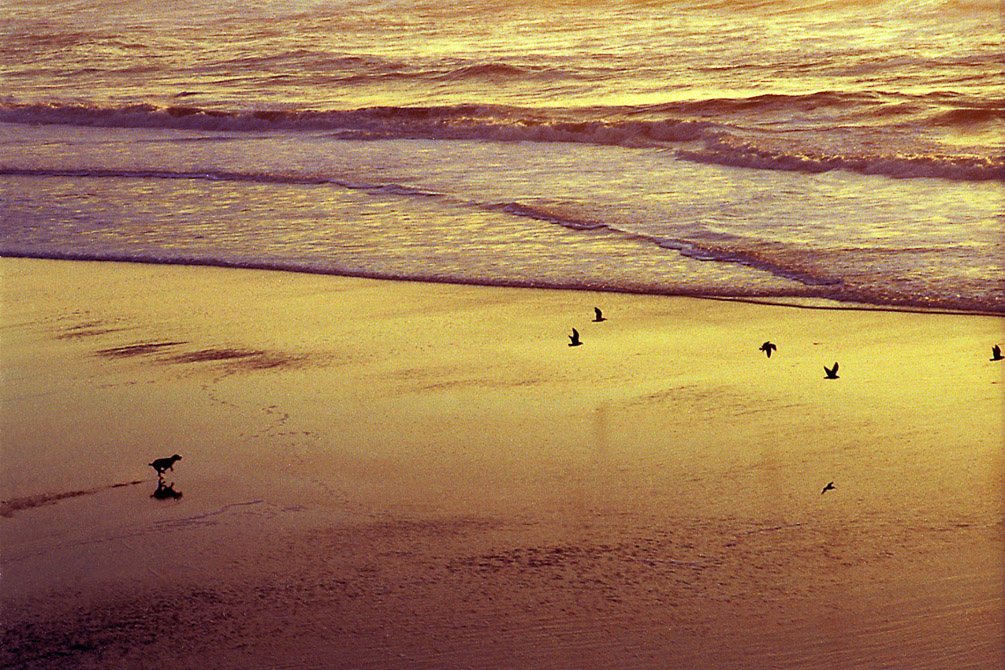 Chasing the Birds_Pacific Coast_SF