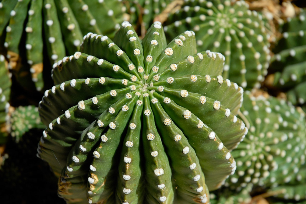 Landscaping Cactus
