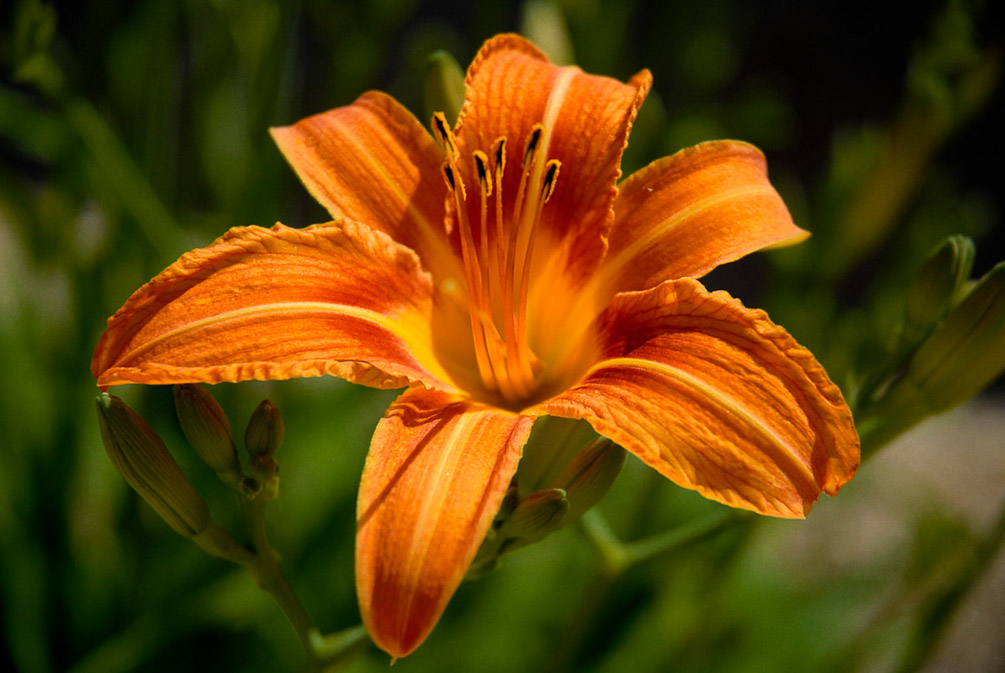Lily