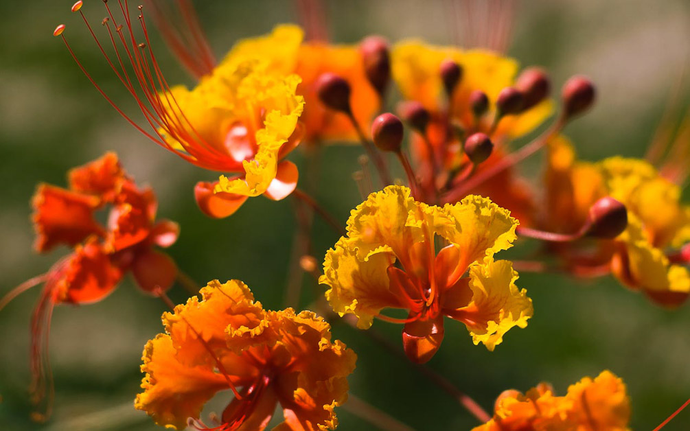 Mexican Bird of Paradise