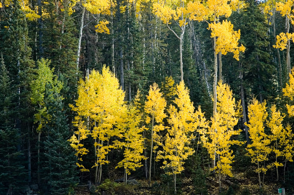 N Rim Aspens