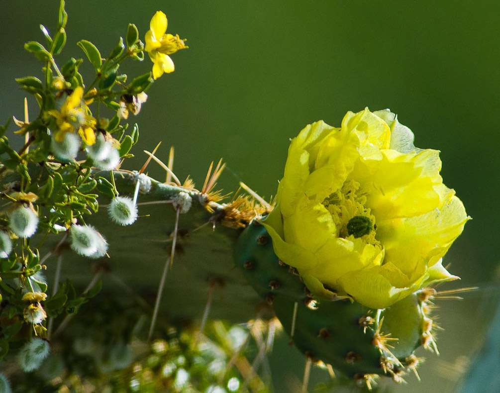 Prickley Pear
