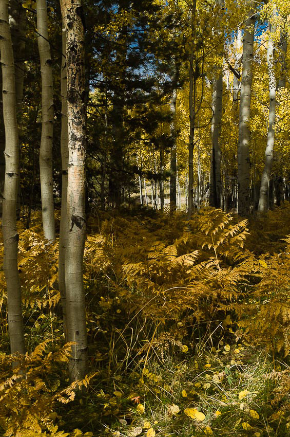 SF Peaks_Aspens_2