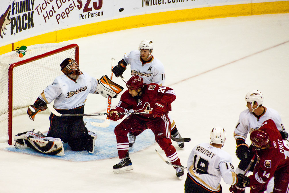 Coyotes-Ducks_1