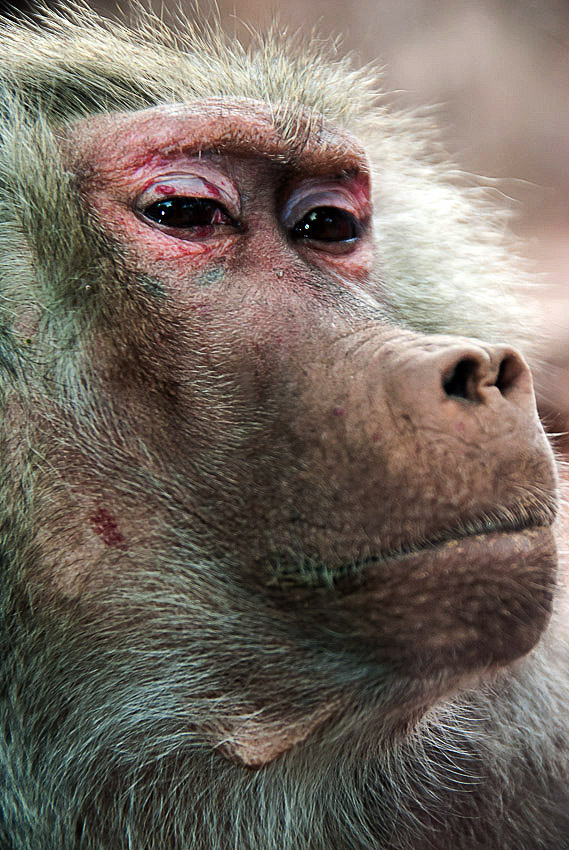 Baboon