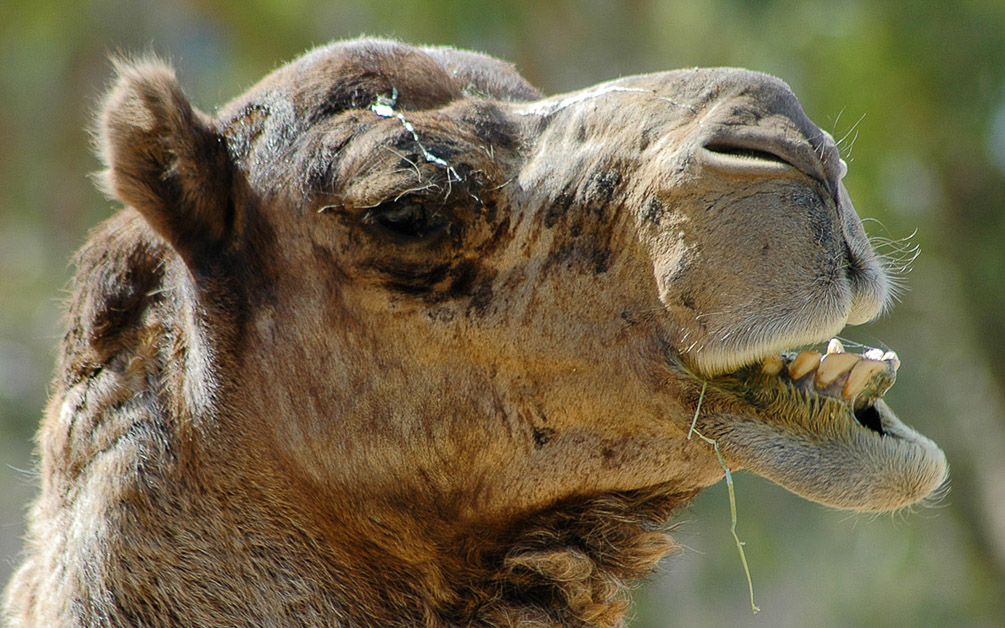 Camel