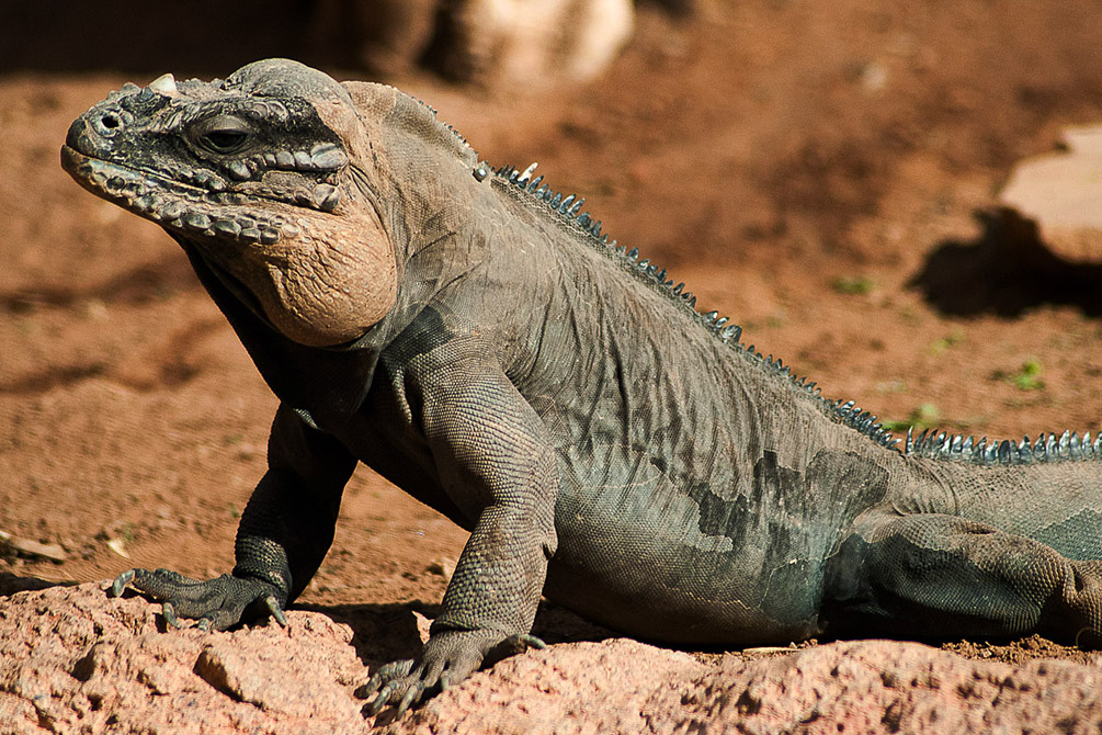 Chuckwalla Lizard