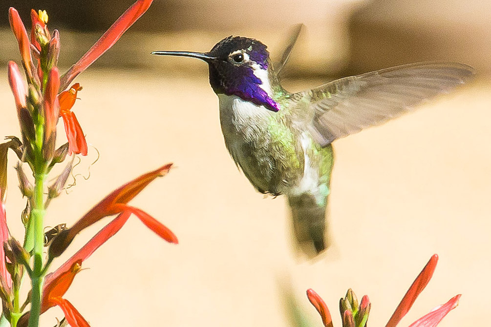 Costa's Hummingbird_2