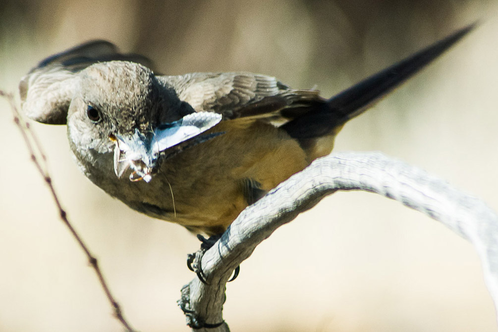 Flycatcher