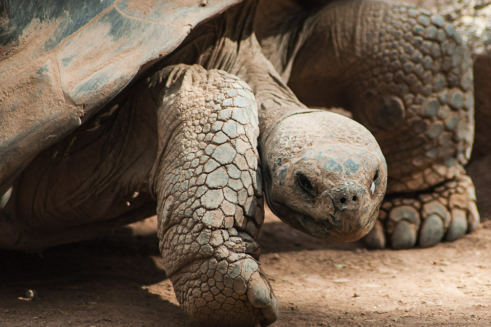 Galapagos Tortoise_2