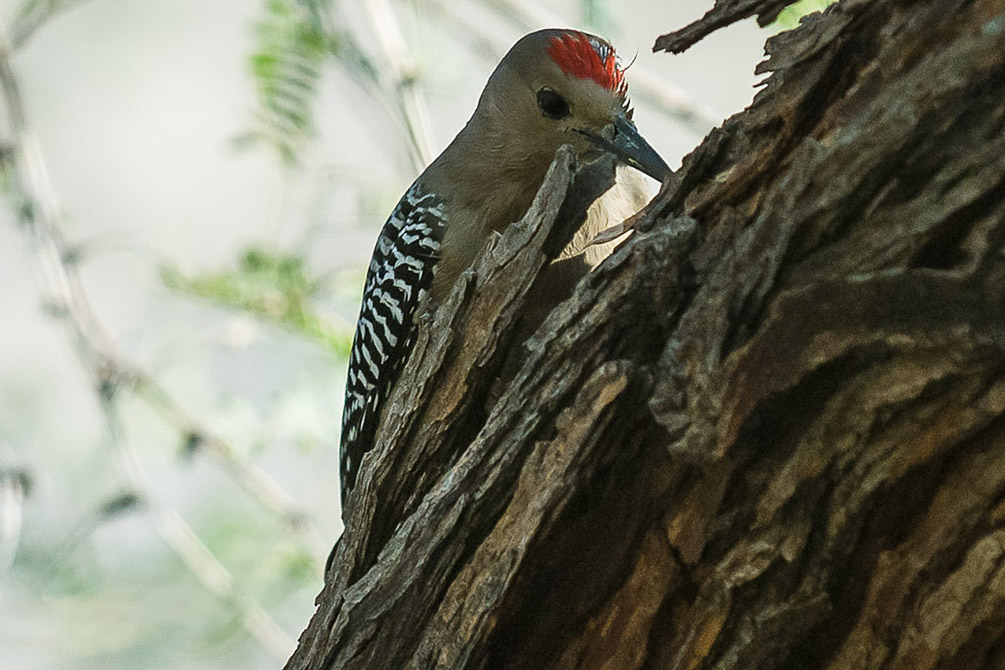 Gila Woodpecker