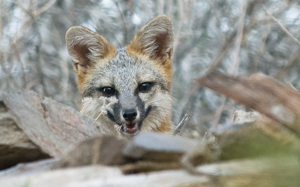 Gray Fox_1