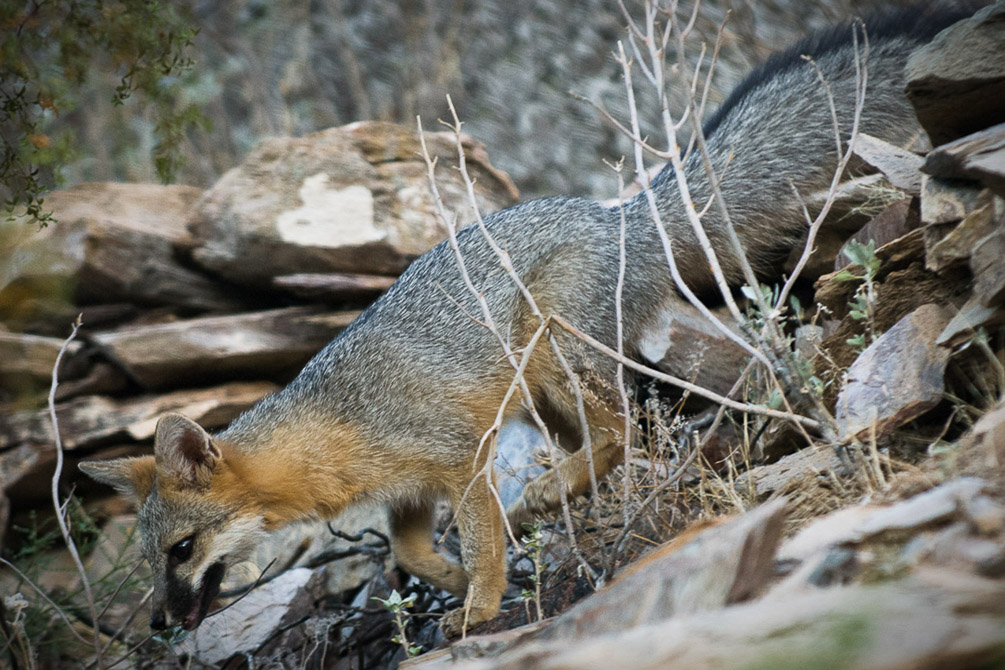 Gray Fox_2