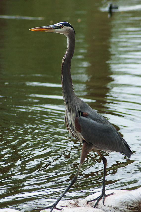 Gray Heron