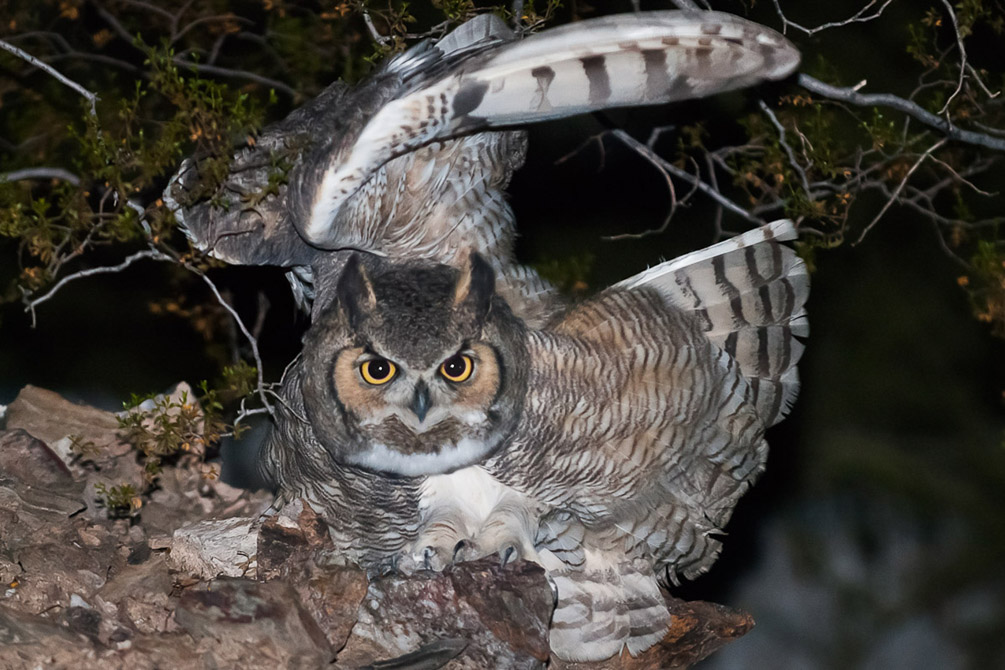 Great Horned Owl