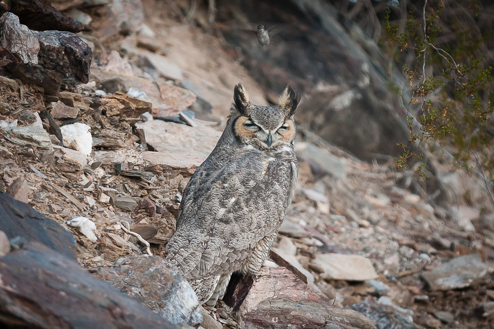 Great Horned Owl being teased by a Hummingbird