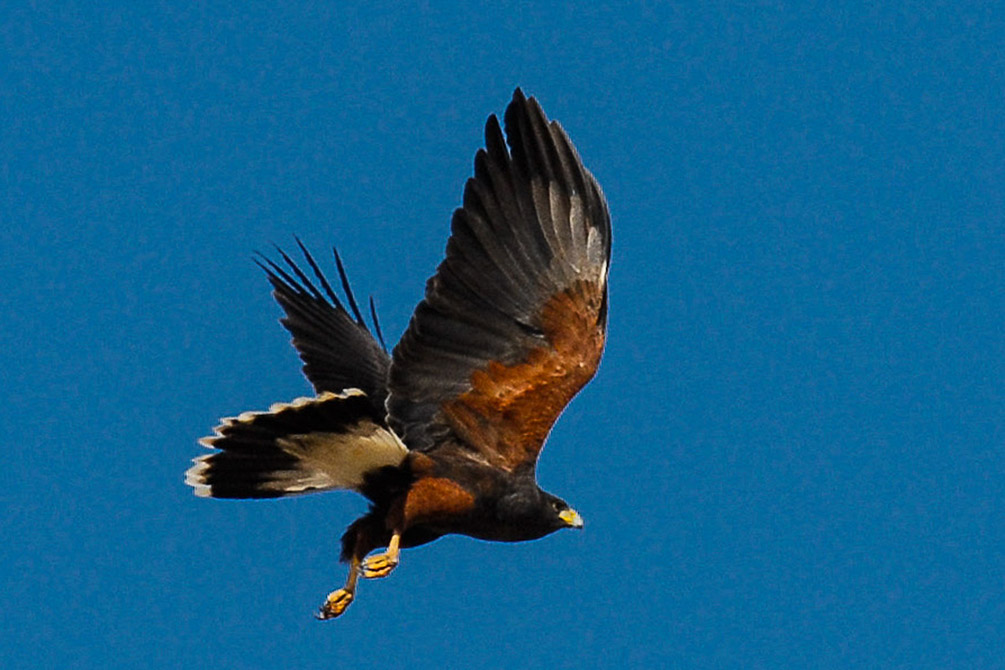 Harris Hawk