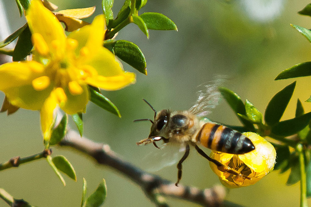 Honey Bee_2
