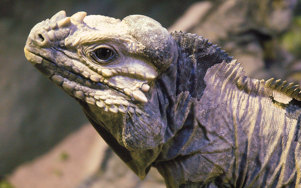 Iguana