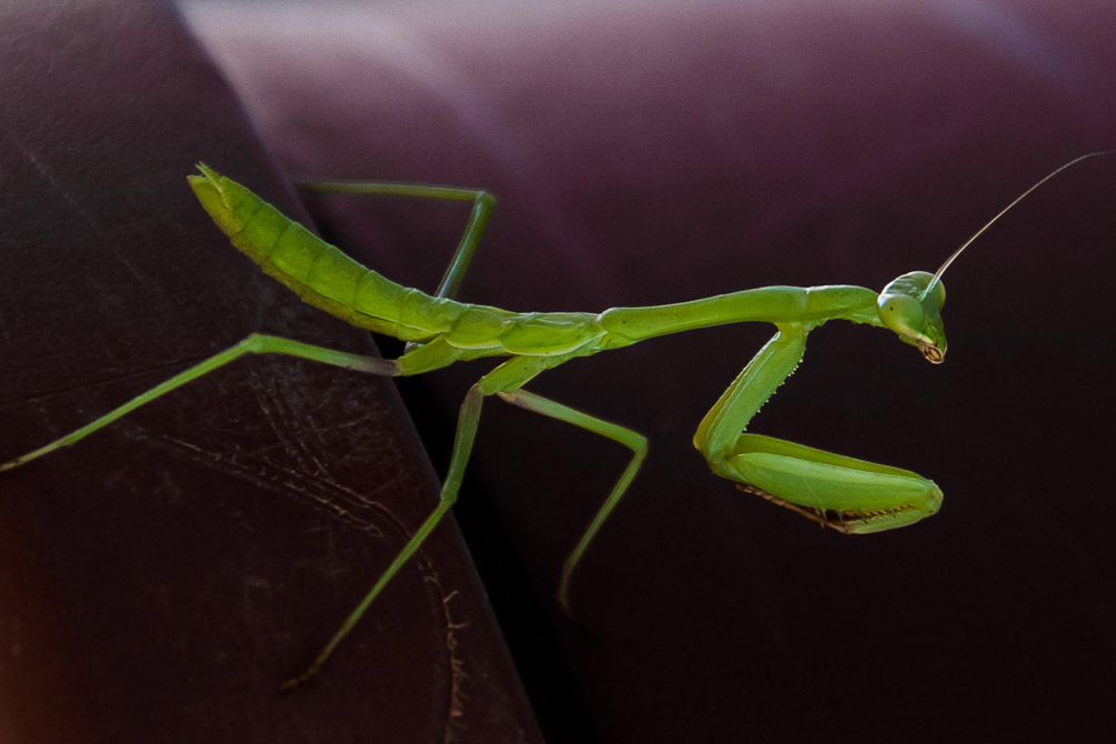 Preying Mantisjpg