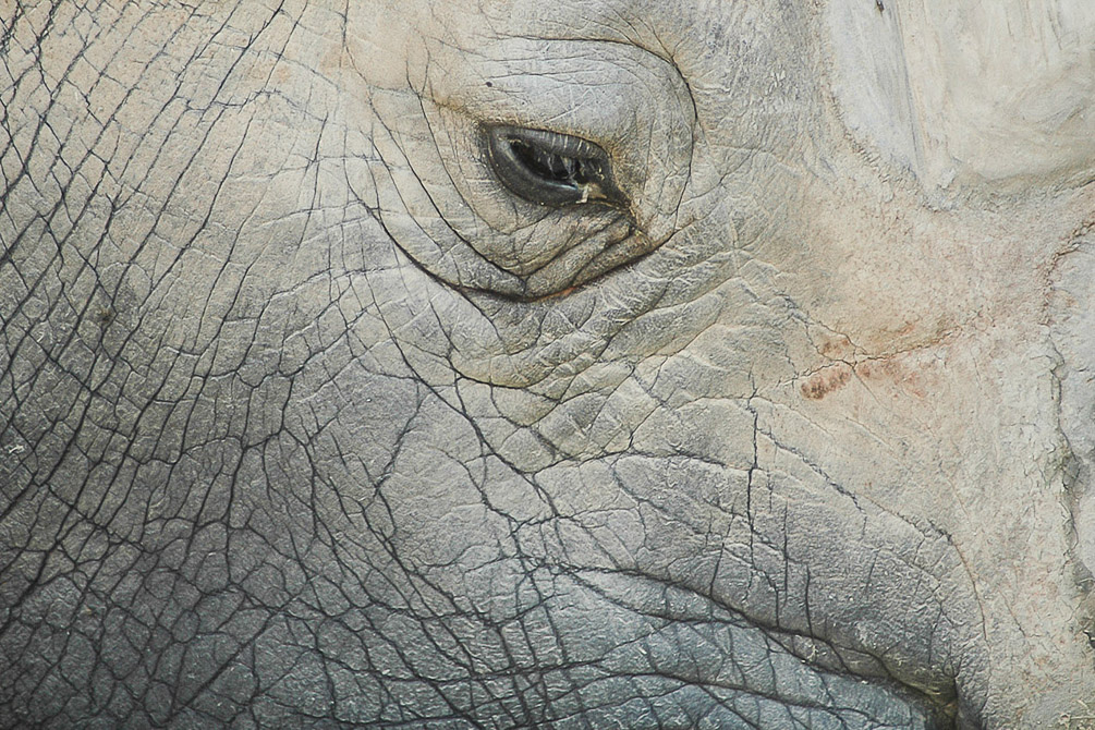 Rhinoceros