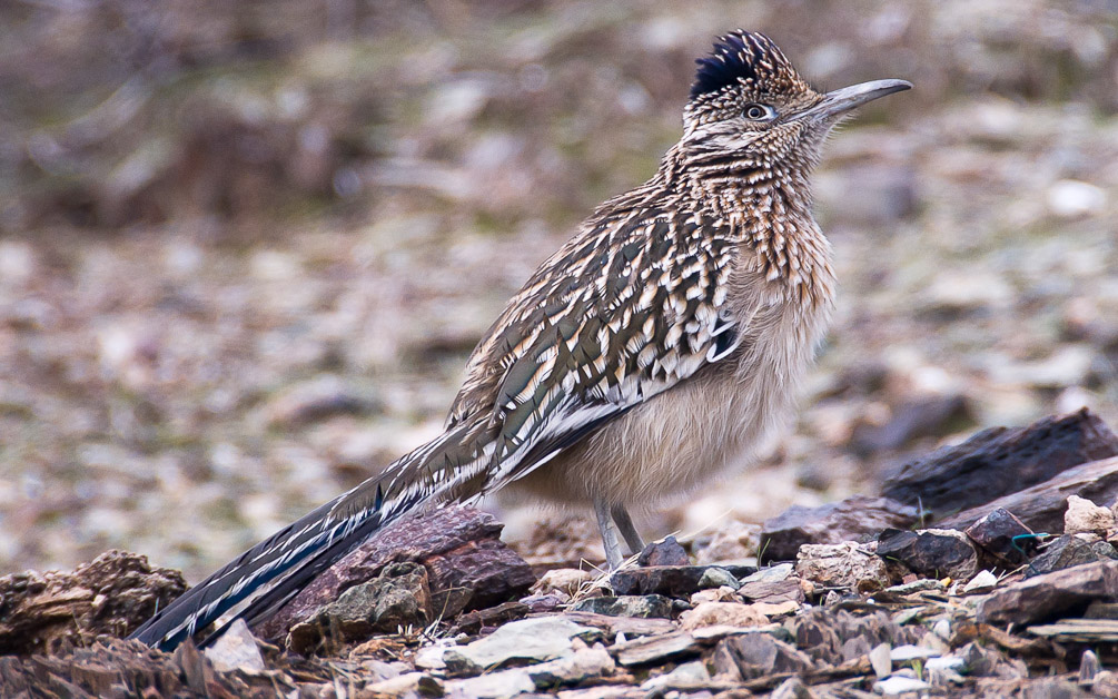 Roadrunner