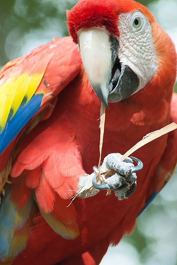 Scarlet Macaw Parrot