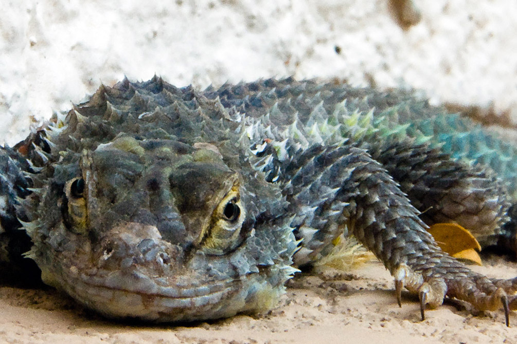 Spiny Lizard