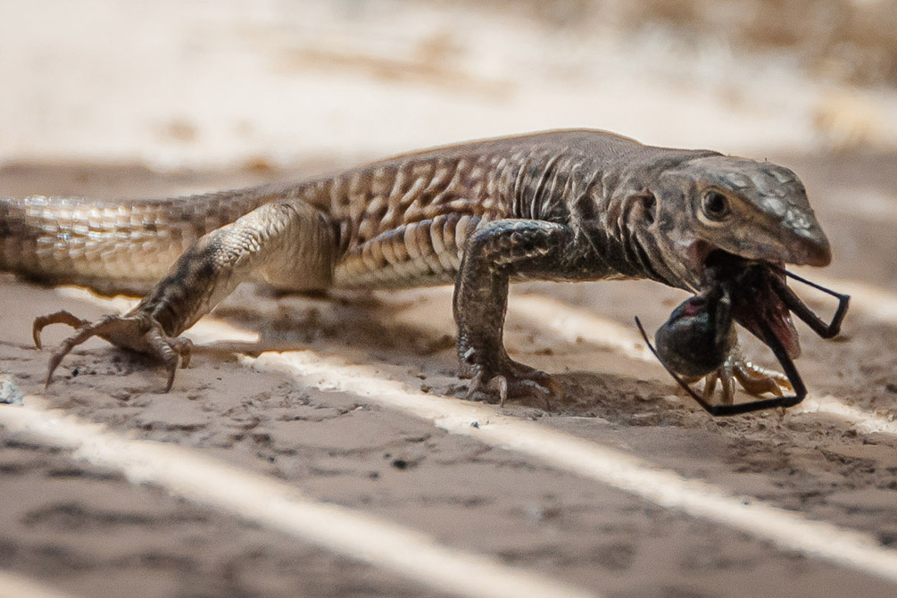 Whiptail Lizard Eating a Black Widow Spider